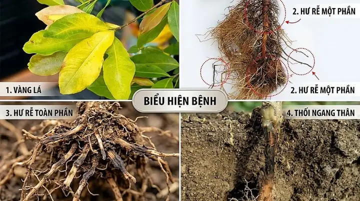 Cách Làm Đất Theo Bậc Để Trồng Cây: Quy Trình Bền Vững Trên Đất Dốc