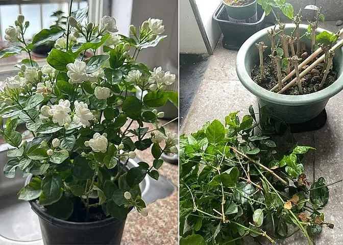 Cách Làm Đất Theo Bậc Để Trồng Cây: Quy Trình Bền Vững Trên Đất Dốc