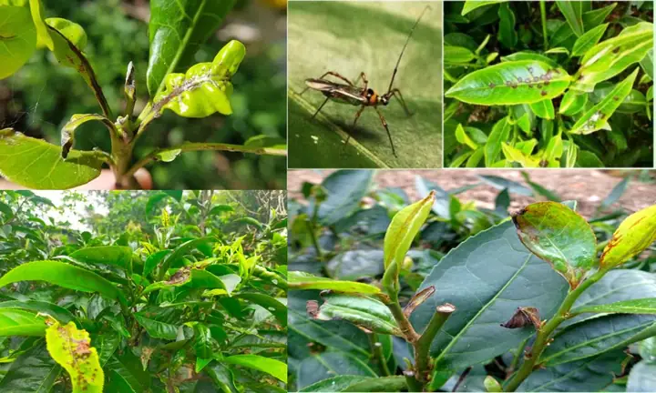 Hướng Dẫn Làm Đất Và Trồng Chè Từng Bước Cho Người Mới Hướng Dẫn Làm Đất Và Trồng Chè Từng Bước Cho Người Mới