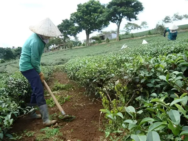 Hướng Dẫn Làm Đất Và Trồng Chè Từng Bước Cho Người Mới Hướng Dẫn Làm Đất Và Trồng Chè Từng Bước Cho Người Mới