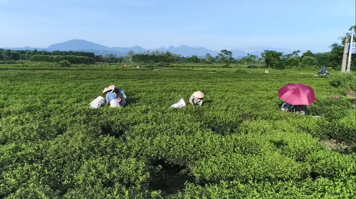 Hướng Dẫn Làm Đất Và Trồng Chè Từng Bước Cho Người Mới Hướng Dẫn Làm Đất Và Trồng Chè Từng Bước Cho Người Mới