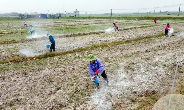 Hướng Dẫn Làm Đất Và Trồng Chè Từng Bước Cho Người Mới Hướng Dẫn Làm Đất Và Trồng Chè Từng Bước Cho Người Mới