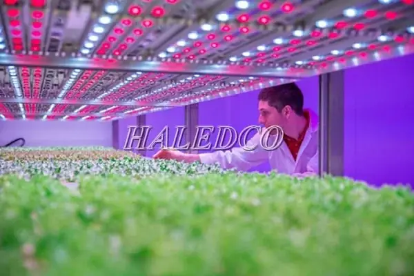 Cách Làm Đèn LED Trồng Cây Tại Nhà: Hướng Dẫn DIY An Toàn Cách Làm Đèn LED Trồng Cây Tại Nhà: Hướng Dẫn DIY An Toàn