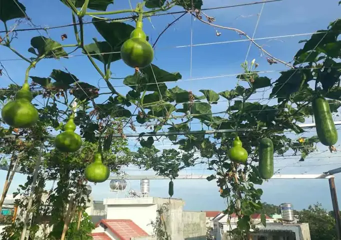 Hướng Dẫn Cách Làm Giàn Trồng Gấc Kiên Cố, Bền Bỉ: Chọn Vật Liệu, Thiết Kế Và Quy Trình Thi Công Chuẩn Kỹ Thuật