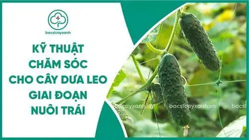 Cách Làm Giàn Trồng Dưa Leo Nhật Bản Tại Nhà Đơn Giản, Bền