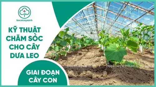 Cách Làm Giàn Trồng Dưa Leo Nhật Bản Tại Nhà Đơn Giản, Bền