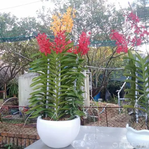 Hướng Dẫn Cách Làm Giàn Trồng Lan Mokara Chuẩn Kỹ Thuật: 3 Mẫu Thiết Kế Phổ Biến, Vật Liệu & Quy Trình Chi Tiết Từ A-Z Hướng Dẫn Cách Làm Giàn Trồng Lan Mokara Chuẩn Kỹ Thuật: 3 Mẫu Thiết Kế Phổ Biến, Vật Liệu & Quy Trình Chi Tiết Từ A-Z