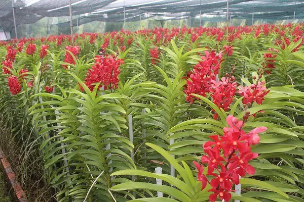 Hướng Dẫn Cách Làm Giàn Trồng Lan Mokara Chuẩn Kỹ Thuật: 3 Mẫu Thiết Kế Phổ Biến, Vật Liệu & Quy Trình Chi Tiết Từ A-Z Hướng Dẫn Cách Làm Giàn Trồng Lan Mokara Chuẩn Kỹ Thuật: 3 Mẫu Thiết Kế Phổ Biến, Vật Liệu & Quy Trình Chi Tiết Từ A-Z