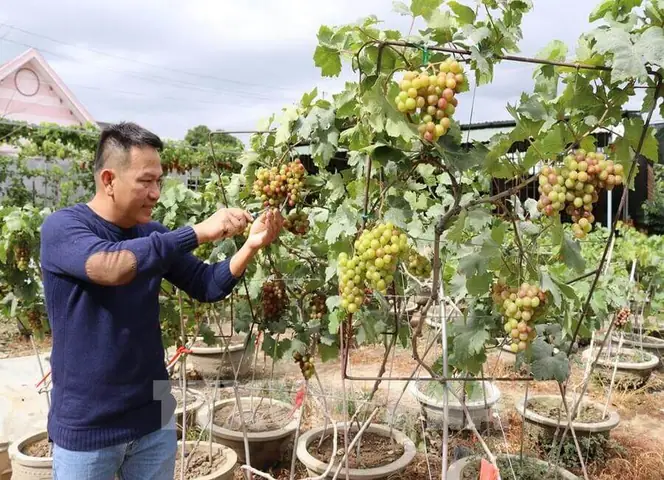 Cách Làm Giàn Trồng Nho Ninh Thuận: Hướng Dẫn Dựng Giàn Xương Cá, Chữ Y Và Mạng Nhện