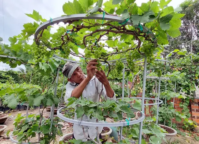 Cách Làm Giàn Trồng Nho Ninh Thuận: Hướng Dẫn Dựng Giàn Xương Cá, Chữ Y Và Mạng Nhện