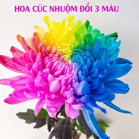 Cách Trộn Hai Màu Thành Màu Khác: Bảng Tỷ Lệ Và Công Thức Cơ Bản Cách Trộn Hai Màu Thành Màu Khác: Bảng Tỷ Lệ Và Công Thức Cơ Bản
