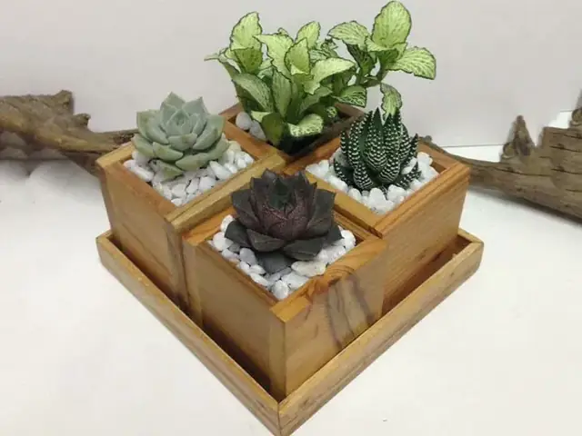 Cách Làm Kệ Trồng Cây Từ Đồ Vỡ: Hướng Dẫn Tái Chế Tại Nhà Cách Làm Kệ Trồng Cây Từ Đồ Vỡ: Hướng Dẫn Tái Chế Tại Nhà