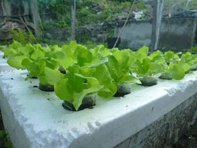 Cách Làm Thùng Trồng Rau Thủy Canh Tại Nhà Bằng Thùng Xốp Hoặc Nhựa