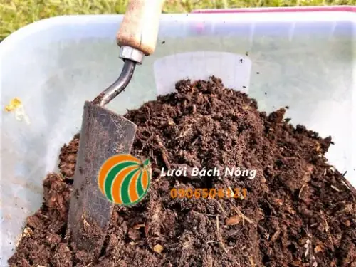 Hướng Dẫn Trồng Cà Chua Trong Chậu Nhựa Tại Nhà Từ A-Z: Chuẩn Bị, Quy Trình 3 Phương Pháp & Chăm Sóc Trĩu Quả Hướng Dẫn Trồng Cà Chua Trong Chậu Nhựa Tại Nhà Từ A-Z: Chuẩn Bị, Quy Trình 3 Phương Pháp & Chăm Sóc Trĩu Quả