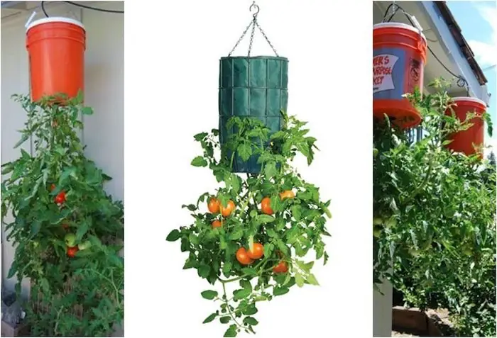Cách Làm Túi Trồng Cà Chua Treo Ngược Tại Nhà, Tiết Kiệm Diện Tích Cách Làm Túi Trồng Cà Chua Treo Ngược Tại Nhà, Tiết Kiệm Diện Tích