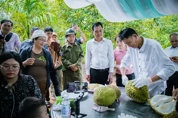 Cách Lên Líp Và Đắp Mô Trồng Sầu Riêng Ở Miền Tây: Kích Thước & Quy Trình Cách Lên Líp Và Đắp Mô Trồng Sầu Riêng Ở Miền Tây: Kích Thước & Quy Trình