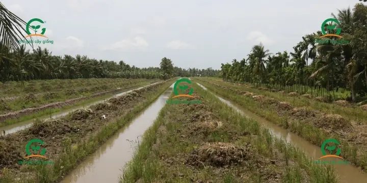 Cách Lên Liếp Trồng Cây Ăn Trái Từ Đất Ruộng: Kỹ Thuật Đào Mương Và Chống Úng