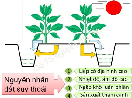 Cách Lên Liếp Trồng Cây Ăn Trái Từ Đất Ruộng: Kỹ Thuật Đào Mương Và Chống Úng