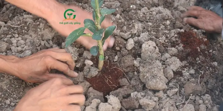 Cách Lên Liếp Trồng Cây Ăn Trái Từ Đất Ruộng: Kỹ Thuật Đào Mương Và Chống Úng