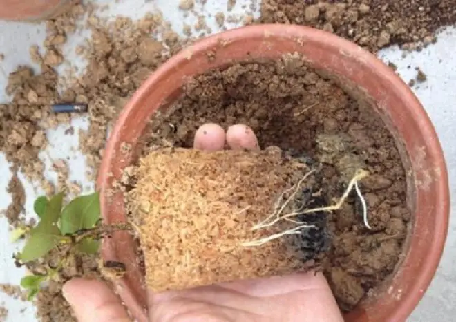 Cách Lót Đáy Chậu Trồng Mai: Chọn Vật Liệu Và Tránh Úng Rễ Cách Lót Đáy Chậu Trồng Mai: Chọn Vật Liệu Và Tránh Úng Rễ