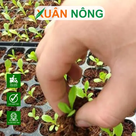 Hướng Dẫn Cách Ngâm Và Ủ Hạt Đậu Xanh Chuẩn Kỹ Thuật: Thời Gian, Nhiệt Độ & Quy Trình 5 Bước Đạt Tỷ Lệ Nảy Mầm Cao Hướng Dẫn Cách Ngâm Và Ủ Hạt Đậu Xanh Chuẩn Kỹ Thuật: Thời Gian, Nhiệt Độ & Quy Trình 5 Bước Đạt Tỷ Lệ Nảy Mầm Cao
