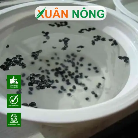 Hướng Dẫn Cách Ngâm Và Ủ Hạt Đậu Xanh Chuẩn Kỹ Thuật: Thời Gian, Nhiệt Độ & Quy Trình 5 Bước Đạt Tỷ Lệ Nảy Mầm Cao Hướng Dẫn Cách Ngâm Và Ủ Hạt Đậu Xanh Chuẩn Kỹ Thuật: Thời Gian, Nhiệt Độ & Quy Trình 5 Bước Đạt Tỷ Lệ Nảy Mầm Cao