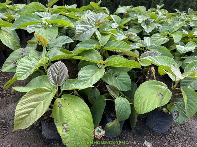 Cách Nhân Giống Và Trồng Cây Vả Từ Hạt, Cành Giâm, Chiết Cành