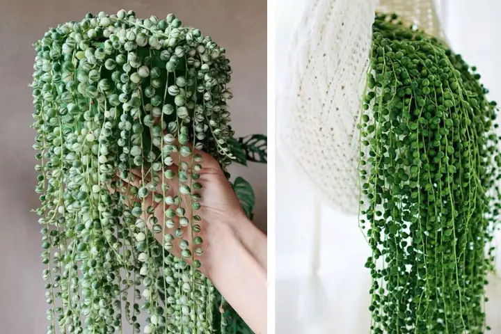 Cách Nhân Giống Và Trồng Cây Chuỗi Ngọc Trai Tại Nhà Cách Nhân Giống Và Trồng Cây Chuỗi Ngọc Trai Tại Nhà