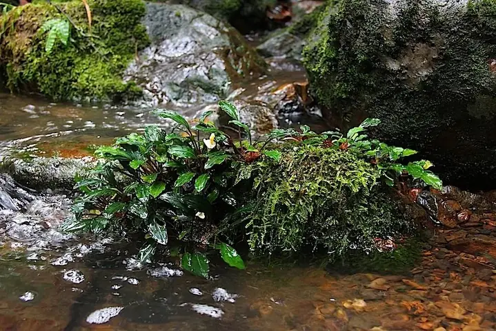 Cách Nuôi Trồng Bucep (bucephalandra) Trong Bể Thủy Sinh Cho Người Mới Cách Nuôi Trồng Bucep (bucephalandra) Trong Bể Thủy Sinh Cho Người Mới