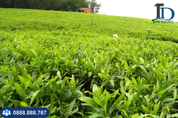 Cách Nuôi Trồng Và Thu Hoạch Tràm Gió: Hướng Dẫn Chọn Giống, Chăm Sóc Và Tỉa Cây Cách Nuôi Trồng Và Thu Hoạch Tràm Gió: Hướng Dẫn Chọn Giống, Chăm Sóc Và Tỉa Cây