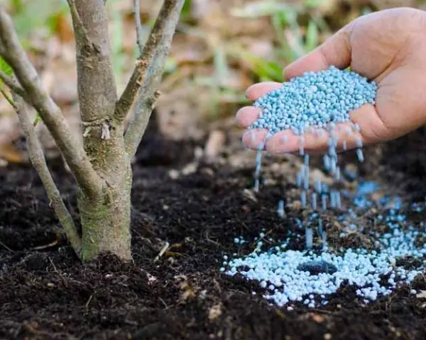 Cách Pha Chế Phân Bón Siêu Tốt Cho Cây Trồng: Công Thức, Tỷ Lệ Và Cách Dùng