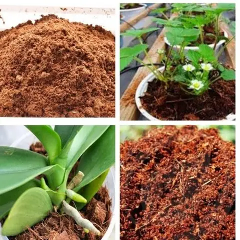 Hướng Dẫn Cách Ngâm Và Xử Lý Giá Thể Trồng Lan Đúng Chuẩn Theo Từng Loại: Công Thức, Tỷ Lệ, Thời Gian & Mẹo Chuyên Gia Hướng Dẫn Cách Ngâm Và Xử Lý Giá Thể Trồng Lan Đúng Chuẩn Theo Từng Loại: Công Thức, Tỷ Lệ, Thời Gian & Mẹo Chuyên Gia