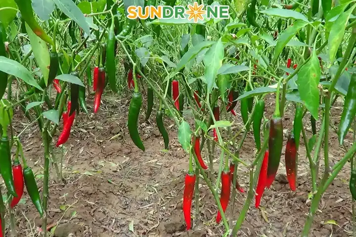 Cách Pha Và Phun Nước Ớt Trị Sâu Cho Cây Trồng