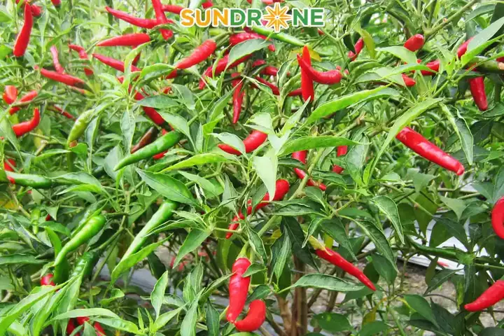 Cách Pha Và Phun Nước Ớt Trị Sâu Cho Cây Trồng