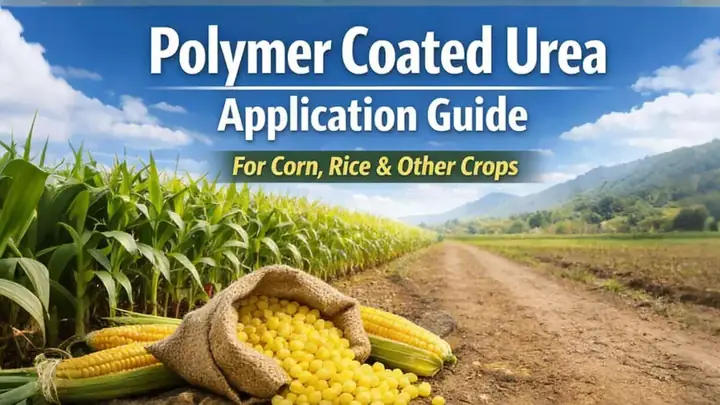 Cách Sử Dụng Hạt Polymer Trồng Cây: Hướng Dẫn Dùng Polyme Siêu Hấp Thụ Nước Cách Sử Dụng Hạt Polymer Trồng Cây: Hướng Dẫn Dùng Polyme Siêu Hấp Thụ Nước