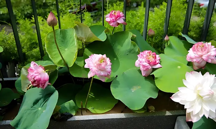 Cách Xử Lý Bùn Trồng Sen Tại Nhà: Làm Bùn Mới Và Cải Tạo Bùn Cũ Cách Xử Lý Bùn Trồng Sen Tại Nhà: Làm Bùn Mới Và Cải Tạo Bùn Cũ