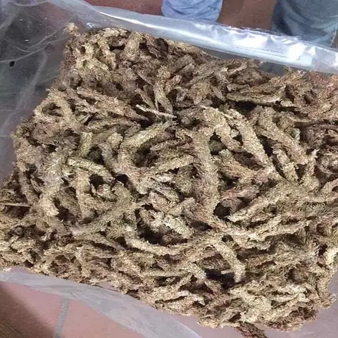 Hướng Dẫn Chi Tiết Cách Xử Lý, Sử Dụng Rêu Rừng & Rêu Chile Trồng Phong Lan Hiệu Quả Hướng Dẫn Chi Tiết Cách Xử Lý, Sử Dụng Rêu Rừng & Rêu Chile Trồng Phong Lan Hiệu Quả
