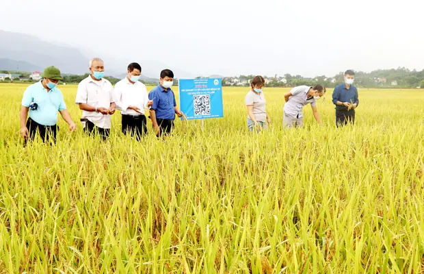 Hướng Dẫn Tính Ngày Công Làm Đất Trồng Trọt: Công Thức, Hệ Số Chuẩn & Ví Dụ Minh Họa Chi Tiết Hướng Dẫn Tính Ngày Công Làm Đất Trồng Trọt: Công Thức, Hệ Số Chuẩn & Ví Dụ Minh Họa Chi Tiết
