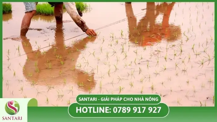 Hướng Dẫn Cách Trồng Cây Lúa Từ A-Z: Quy Trình Chuẩn Bị, Gieo Cấy, Chăm Sóc Và Thu Hoạch Đạt Năng Suất Cao
