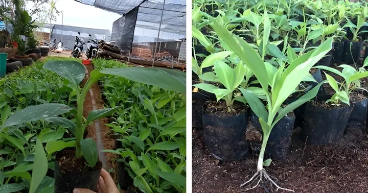 Hướng Dẫn Trồng Chuối Hiệu Quả: Toàn Bộ Quy Trình Kỹ Thuật Từ Chọn Giống Đến Thu Hoạch Hướng Dẫn Trồng Chuối Hiệu Quả: Toàn Bộ Quy Trình Kỹ Thuật Từ Chọn Giống Đến Thu Hoạch