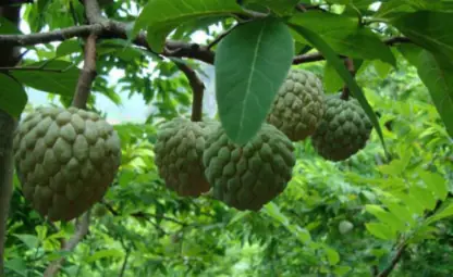 Cách Trồng Mãng Cầu Na Thái: Chọn Giống, Chăm Sóc Và Thu Hoạch Cách Trồng Mãng Cầu Na Thái: Chọn Giống, Chăm Sóc Và Thu Hoạch