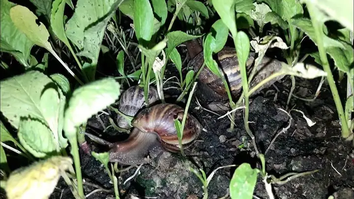 Cách Tránh Ốc Sên Khi Trồng Rau: Mẹo Phòng Trị An Toàn Không Cần Thuốc Cách Tránh Ốc Sên Khi Trồng Rau: Mẹo Phòng Trị An Toàn Không Cần Thuốc