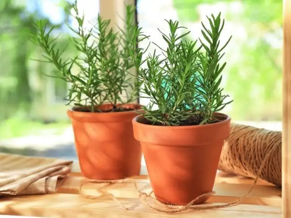 Cách Trộn Đất Trồng Cây Hương Thảo: Công Thức, Tỷ Lệ Và Lưu Ý Chăm Sóc