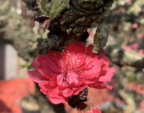 Hướng Dẫn Cách Trồng Anh Đào Bonsai Từ A-Z: Kỹ Thuật Gieo, Cắm, Tạo Dáng Và Chăm Sóc Chuẩn Chuyên Gia Hướng Dẫn Cách Trồng Anh Đào Bonsai Từ A-Z: Kỹ Thuật Gieo, Cắm, Tạo Dáng Và Chăm Sóc Chuẩn Chuyên Gia