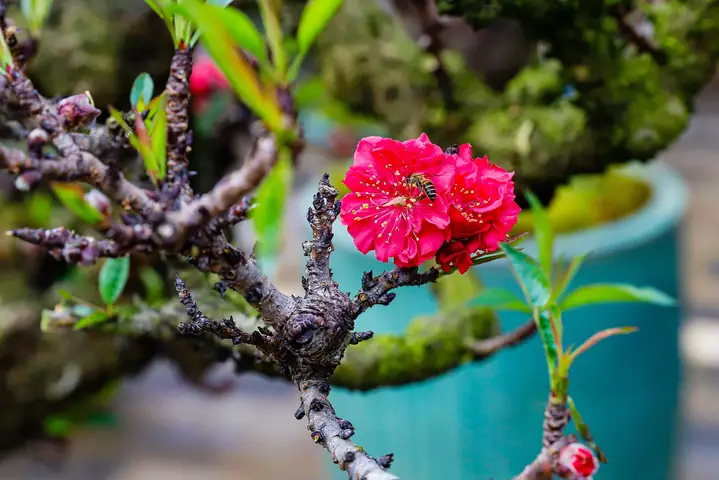 Hướng Dẫn Cách Trồng Anh Đào Bonsai Từ A-Z: Kỹ Thuật Gieo, Cắm, Tạo Dáng Và Chăm Sóc Chuẩn Chuyên Gia Hướng Dẫn Cách Trồng Anh Đào Bonsai Từ A-Z: Kỹ Thuật Gieo, Cắm, Tạo Dáng Và Chăm Sóc Chuẩn Chuyên Gia