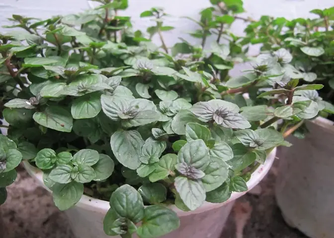 Cách Trồng Bạc Hà Mint Từ Hạt Tại Nhà: Gieo, Nảy Mầm Và Chăm Sóc Cách Trồng Bạc Hà Mint Từ Hạt Tại Nhà: Gieo, Nảy Mầm Và Chăm Sóc