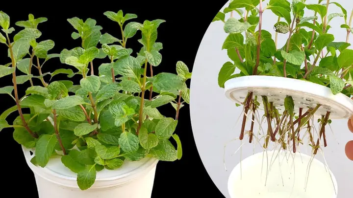 Cách Trồng Bạc Hà Tại Nhà Cho Người Mới: Chọn Giống, Trồng Và Chăm Sóc