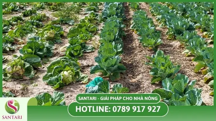 Cách Trồng Bắp Cải Tại Nhà Ở Vùng Khí Hậu Nóng: Hướng Dẫn Cho Người Mới Làm Vườn Cách Trồng Bắp Cải Tại Nhà Ở Vùng Khí Hậu Nóng: Hướng Dẫn Cho Người Mới Làm Vườn