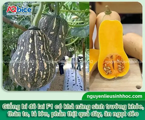 Hướng Dẫn Trồng Bí Đỏ Hạt Đậu Lai F1 Chuẩn Kỹ Thuật: Toàn Quy Trình Từ Chọn Giống, Gieo Trồng Đến Chăm Sóc, Thu Hoạch Năng Suất Cao