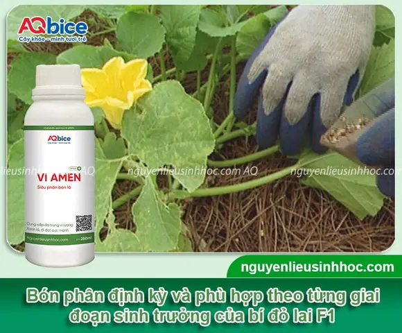 Hướng Dẫn Trồng Bí Đỏ Hạt Đậu Lai F1 Chuẩn Kỹ Thuật: Toàn Quy Trình Từ Chọn Giống, Gieo Trồng Đến Chăm Sóc, Thu Hoạch Năng Suất Cao